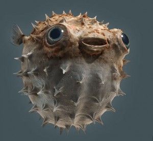 Fugu: Γίνεται πιο επικίνδυνο λόγω κλιματικής αλλαγής