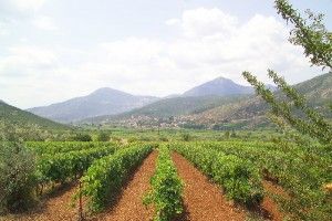 Τα οινοποιεία της Βορείου Ελλάδος ανοίγουν τις πόρτες τους στο κοινό για την Παγκόσμια Ημέρα Οινοτουρισμού