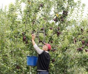 Μαθαίνουμε την ιστορία του Αγροτικού Συνεταιρισμού Ζαγοράς Πηλίου