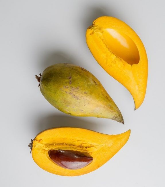 Pouteria campechiana isolated on the gray background.