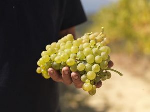 Τα κρασιά της Κεντρικής Ελλάδας στη Θεσσαλονίκη