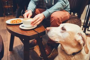 Η Σαουδική Αραβία αποκτά το πρώτο pet – friendly cafe