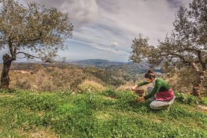 Τα άγρια χόρτα του βουνού