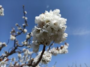 Οι κερασιές ανθίζουν στην Πιερία