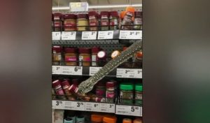 Φίδι 3 μέτρων έκανε βόλτες στα ράφια με τα μπαχαρικά ενός σούπερ μάρκετ!