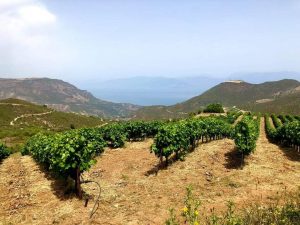 Θεματική οινογνωσία για τον αμπελώνα της Αιγιάλειας στην Πάτρα