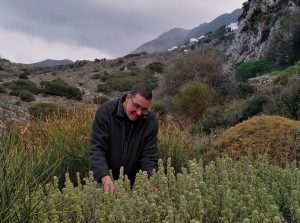 Ο Αλέξανδρος αναζητά και συσκευάζει τα πιο αγνά βότανα της Αμοργού