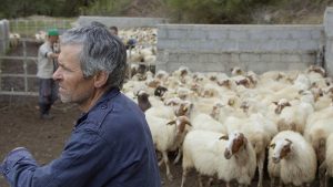 Μπούτσκο (Το διαμάντι της προβατογραφίας): Ενα ντοκιμαντέρ για ένα σπάνιο ζώο