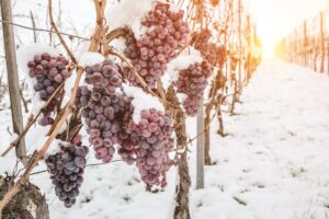 Τι είναι τα κρασιά τύπου «ice wine» και ποια τα διαφορετικά στυλ γλυκών κρασιών;