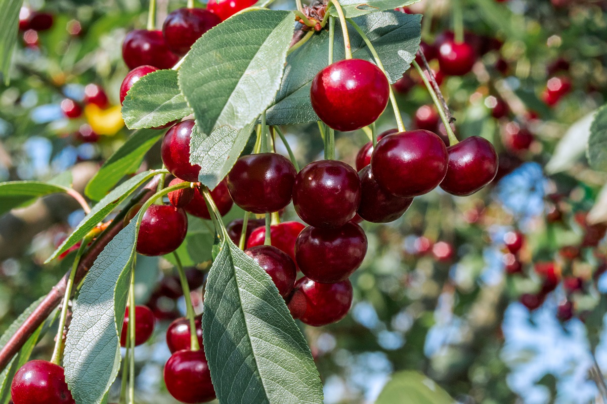 Sour,Cherry,(prunus,Cerasus),In,Orchard,,Moscow,Region,,Russia