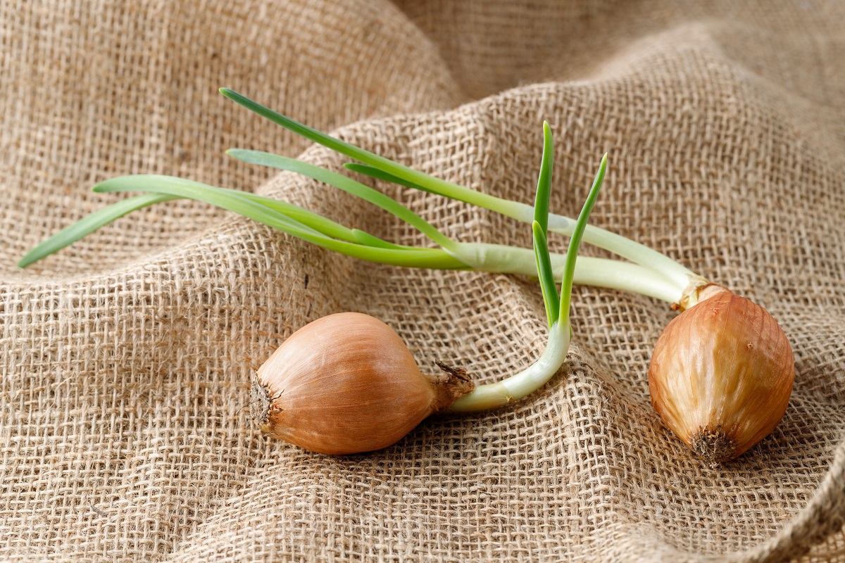 Onion,Bulbs,With,Sprouts,On,Burlap,Bag.,Sprouted,Onion,For