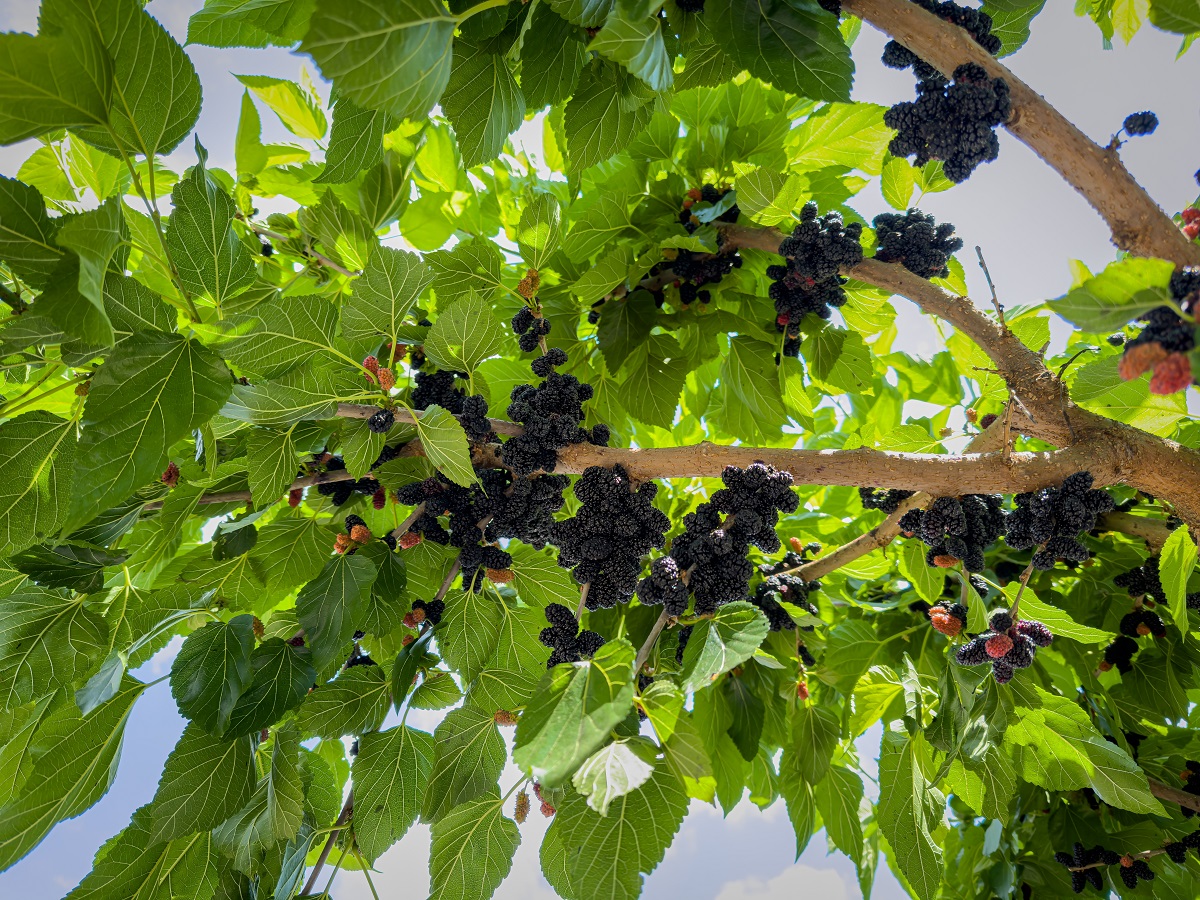 Bottom,View.,Many,Black,Mulberry,Fruits,On,Tree,Branches.,Black