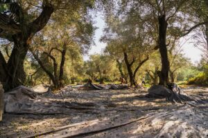 Κερκυραϊκή λιανολιά: από το χωράφι και το λιοτρίβι στην μπάρα του olive oil bar