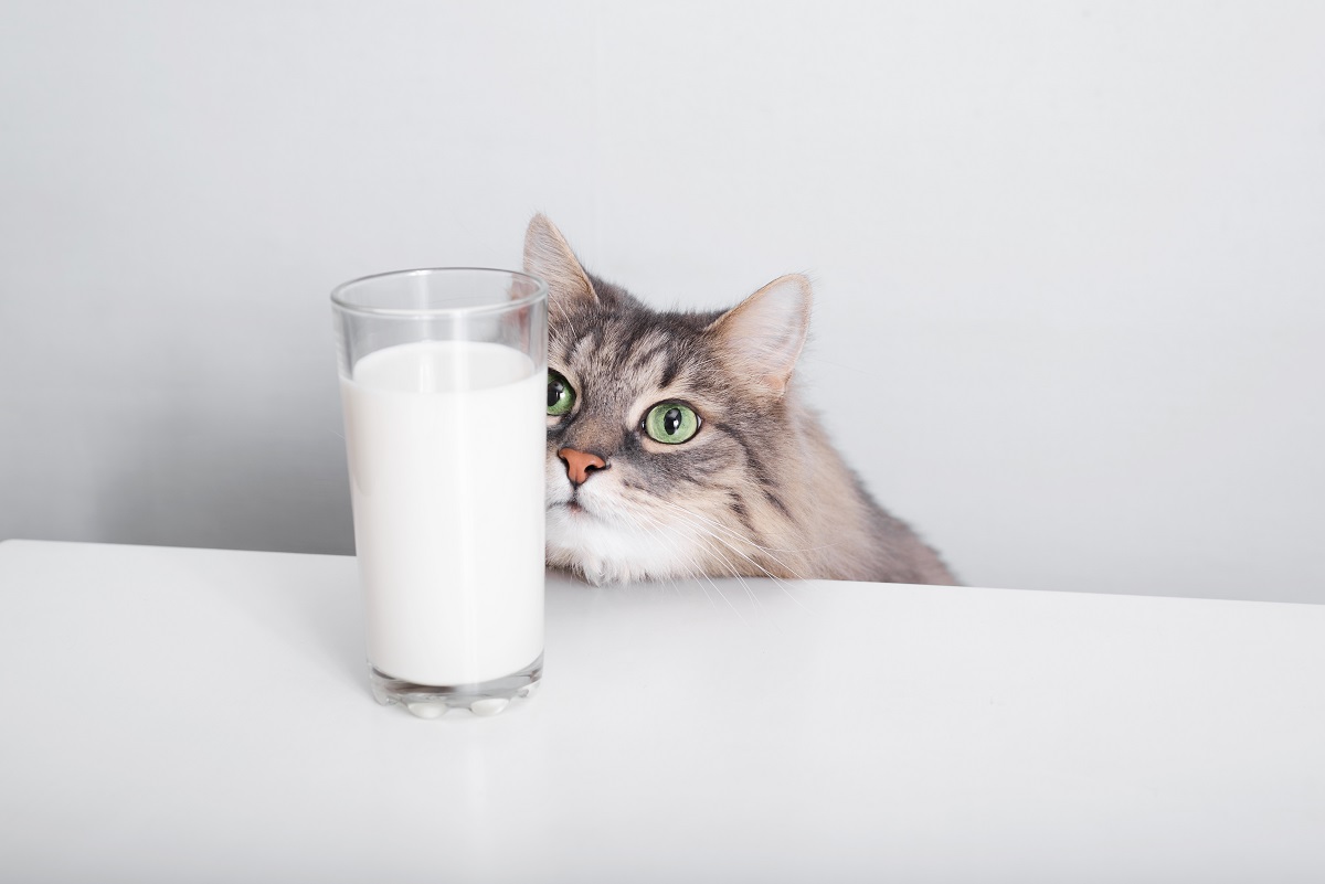 Gray,Fluffy,Green-eyed,Cat,Looking,And,Sniffing,Glass,Of,Milk