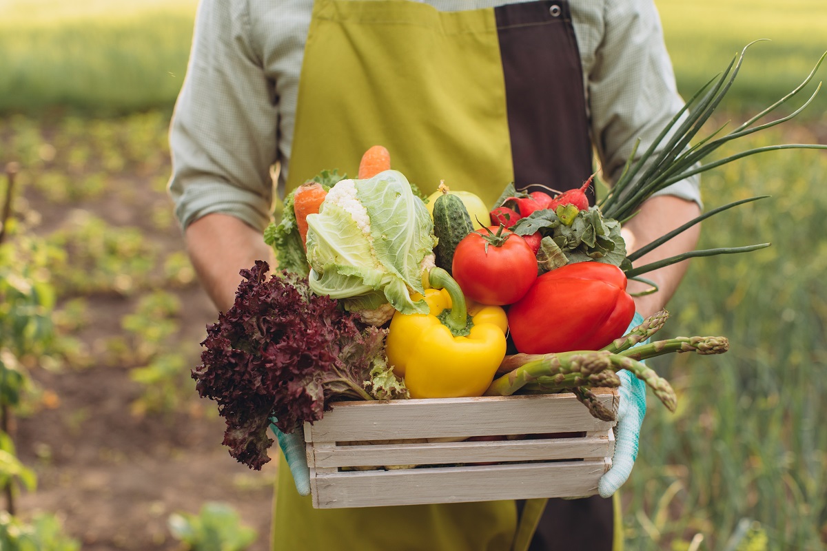 A,Male,Holding,Basket,With,Fresh,Vegetables,In,Garden,,Gardening