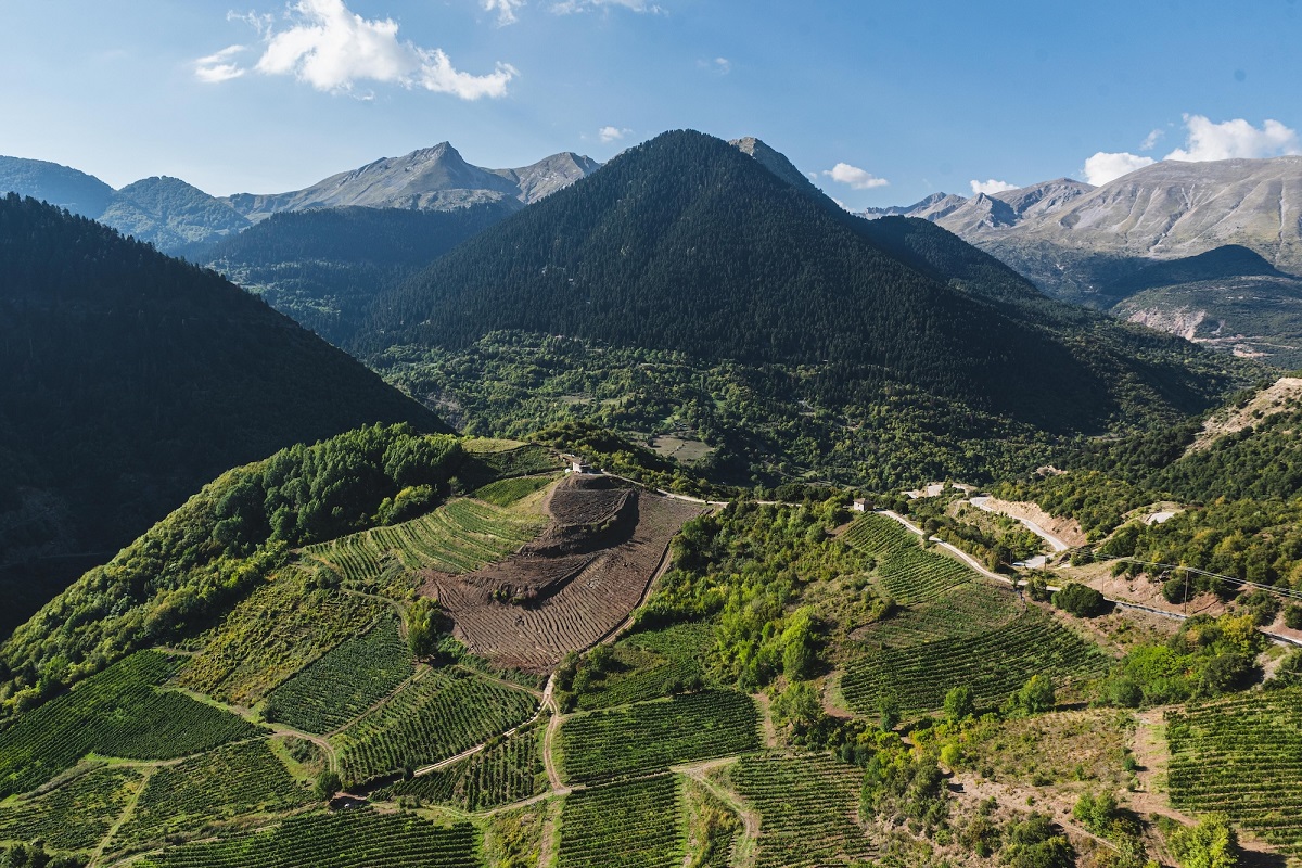 ampelonas_metsovo_ANOIGMA