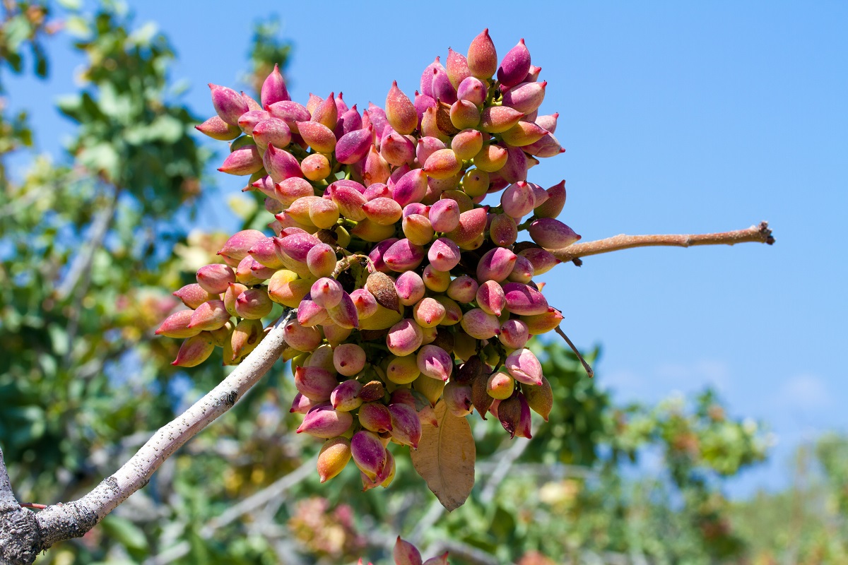 The,Original,Pistachios,From,Aegina,Island,Greece