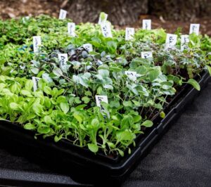 Variety,Of,Fresh,,Organically,Grown,Vegetable,Seedlings,Growing,In,Seed