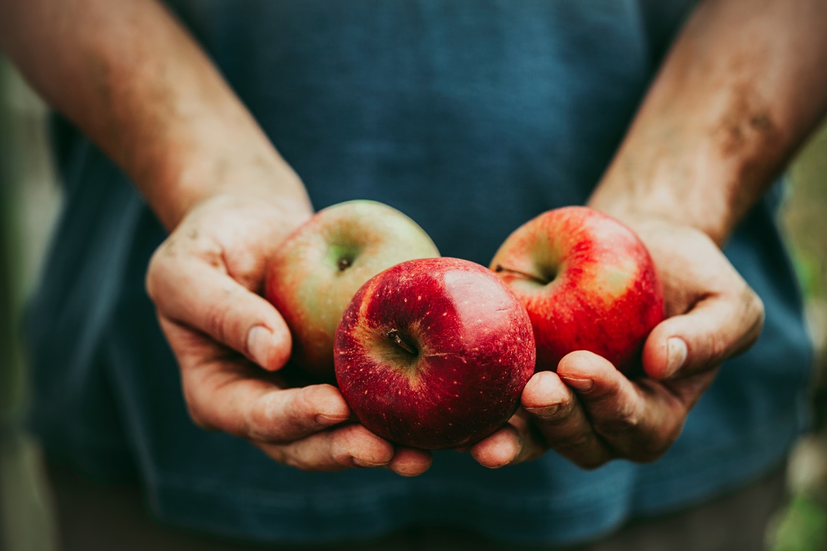 Organic,Fruit,And,Vegetables.,Farmers,Hands,With,Freshly,Harvested,Apples.