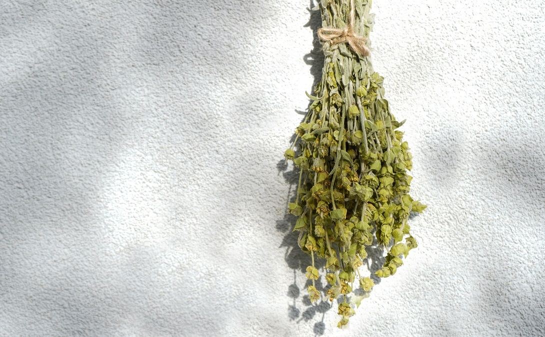 Hanging,Bunch,Of,Medicinal,Herb,Sideritis,Scardica,Or,Mountain,Tea