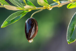 Wooden,Bowl,Full,Of,Olives,And,Olive,Twigs,Besides,It.