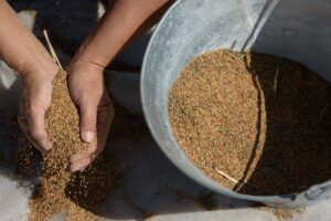 Σαμ’ το καστανοκόκκινο μικρόκαρπο σουσάμι της Λήμνου