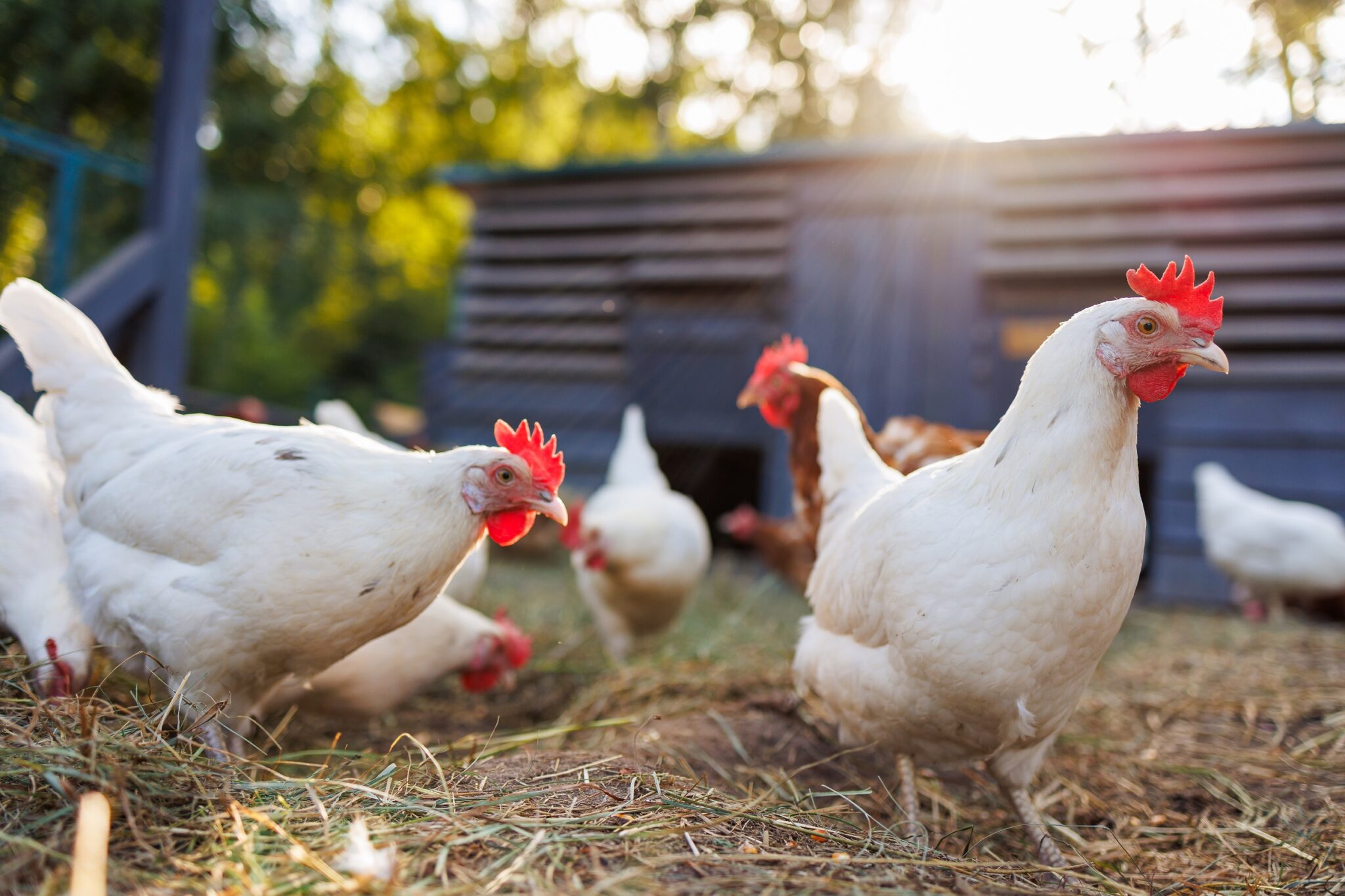 Group,Of,Chickens,On,A,Farm,Yard,Chicken,Eco,Farm,