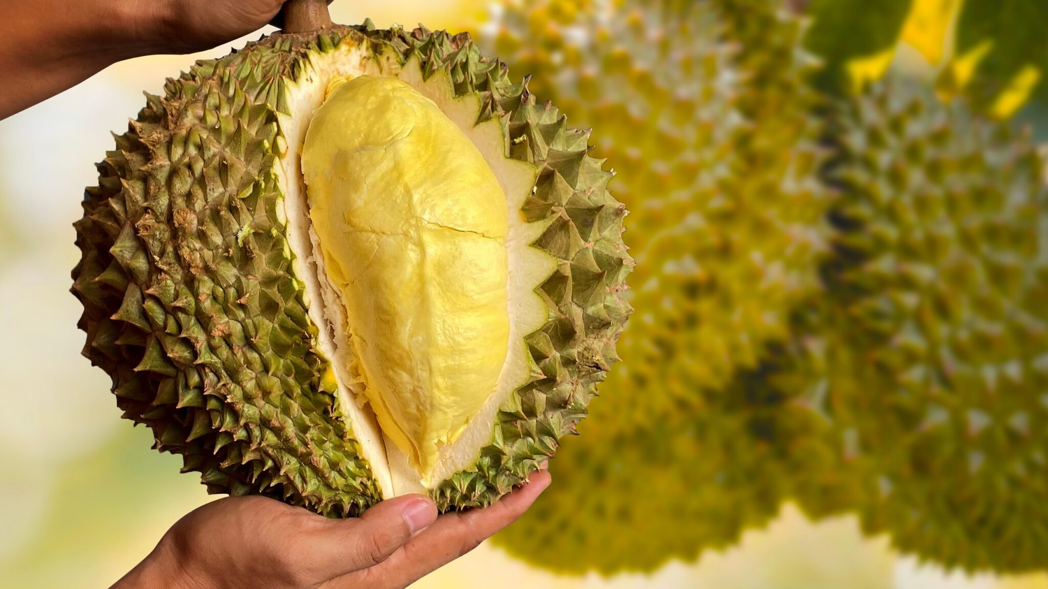 Close,Up,Asian,Women,Hand,Holding,Durian,Fruit.,Ripe,Durian.