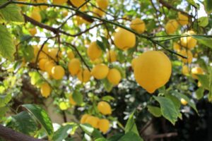 lemonodasos-NET