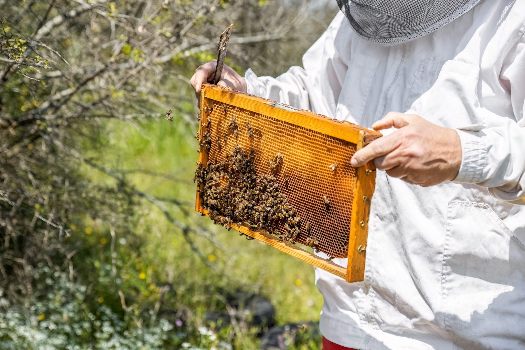 A,Beehive,Man-made,Structure,To,House,A,Honey,Bee,Nest