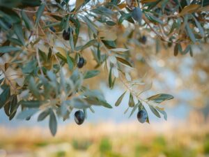Μεσσηνία: Η γαστρονομική κληρονομιά μιας ευλογημένης γης