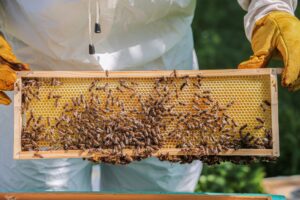 Ελληνικό μέλι vs Manuka: Ποιο είναι πραγματικά πιο δυνατό superfood;