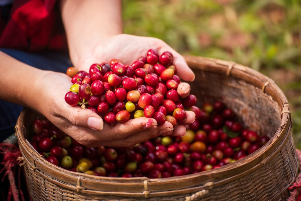 Ξέρει κανένας μας τη διαφορά μεταξύ Arabica και Robusta ή διαλέγουμε καφέ στην τύχη;