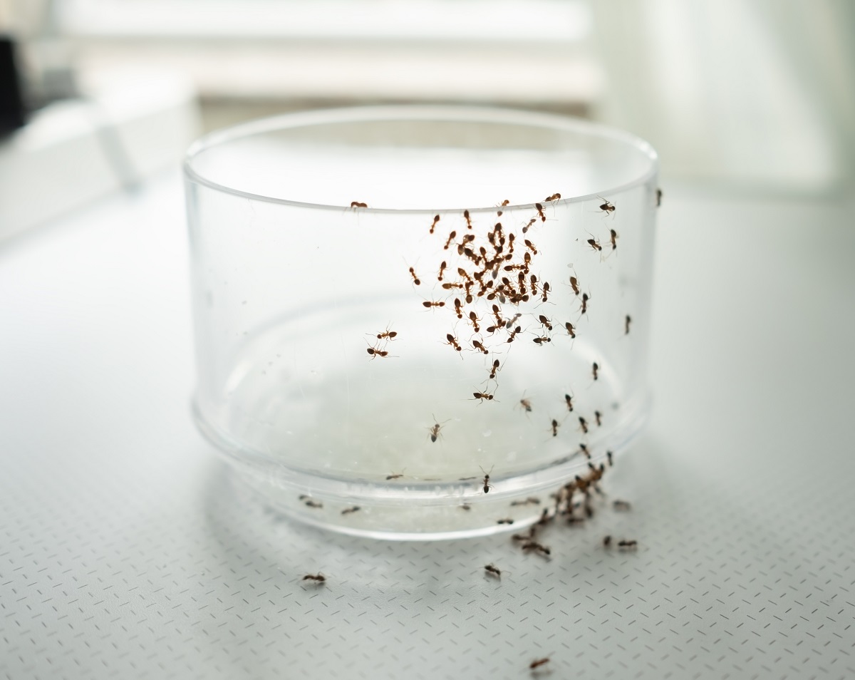 Mass,Of,Ants,On,Glass,Searching,For,Food.