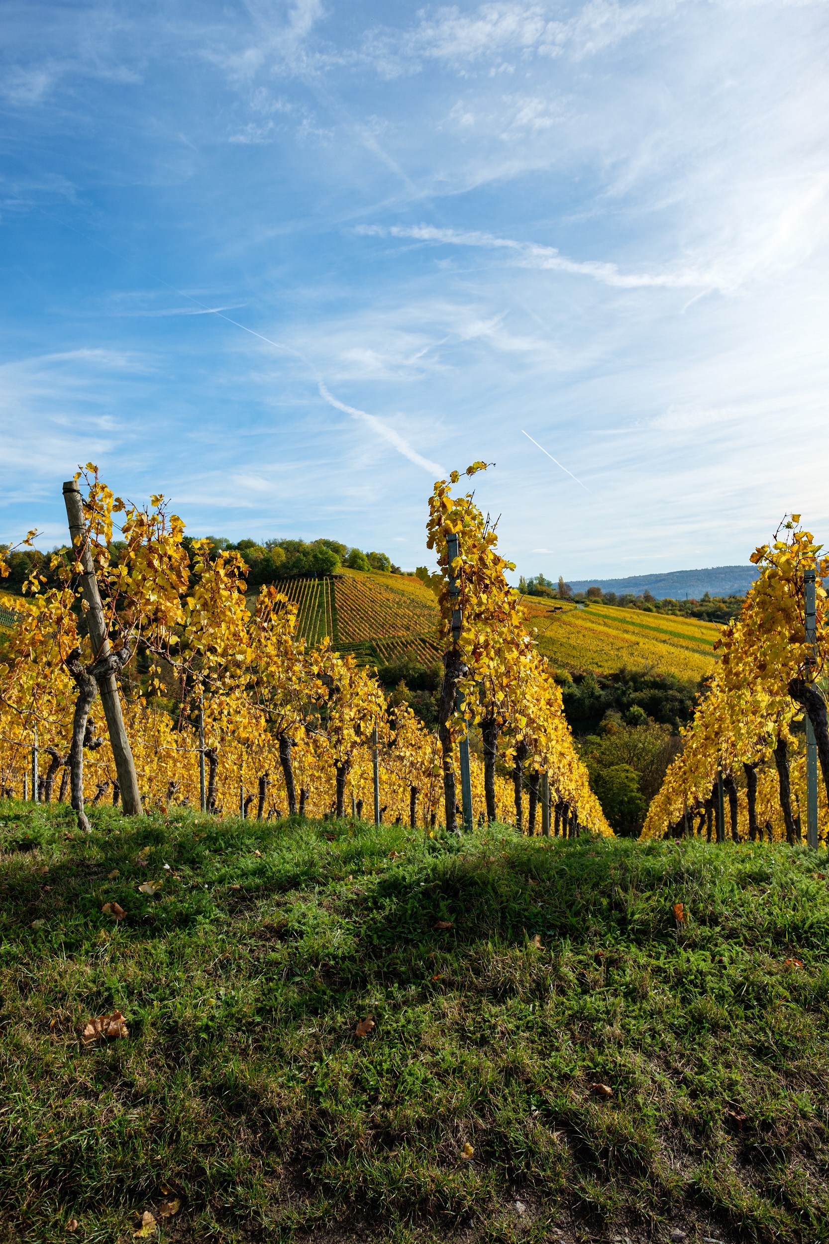 Yellow,Autumn,Colours,Of,Vines,In,A,Vineyard,Vertical