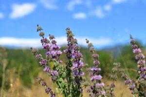 Pennyrile,|,Pennyroyal,(mentha,Pulegium),Wildflowers,Closeup.,Medicinal,Flowering,Plant