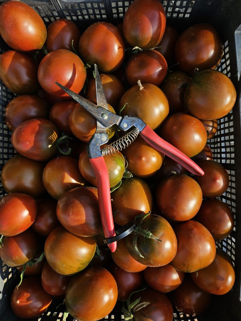 εύη νικολαΐδου