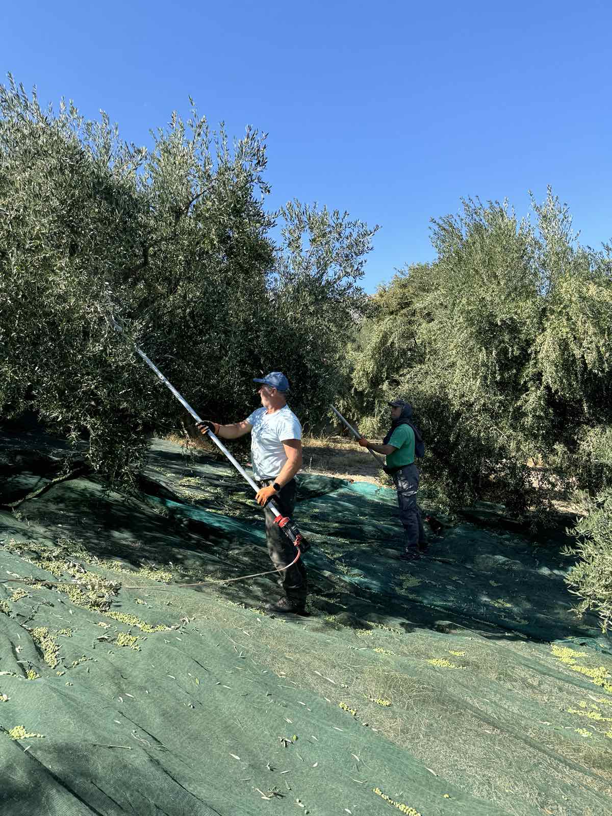 Γιώργος Σαριδάκης