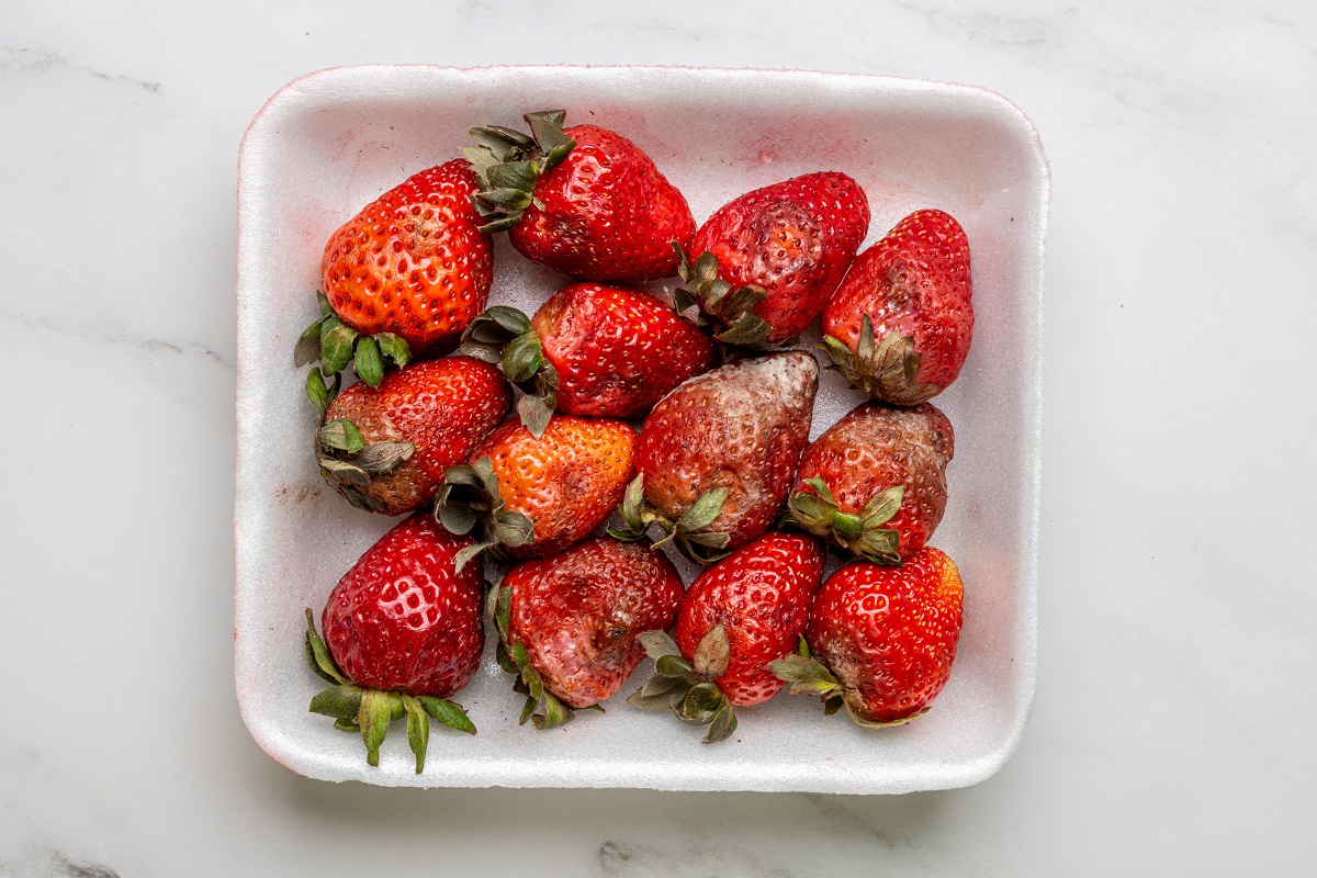 Rotting,And,Moldy,Strawberries,On,A,White,Foam,Tray.