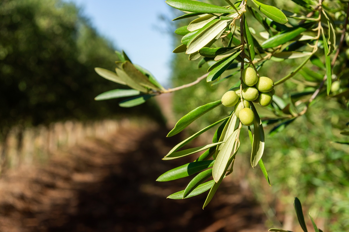 Olives,In,Process:,Close-up,Of,Olives,On,An,Olive,Branch,