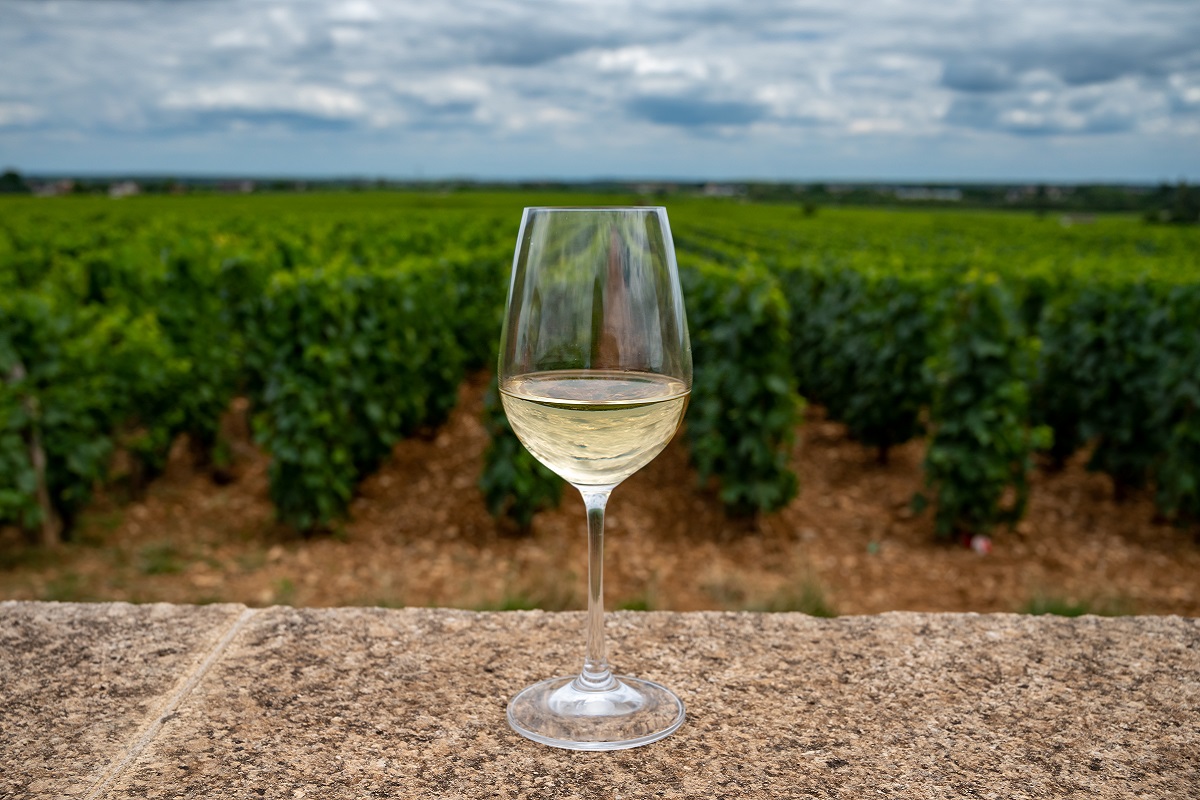 Tasting,Of,High,Quality,White,Dry,Wine,Made,From,Chardonnay