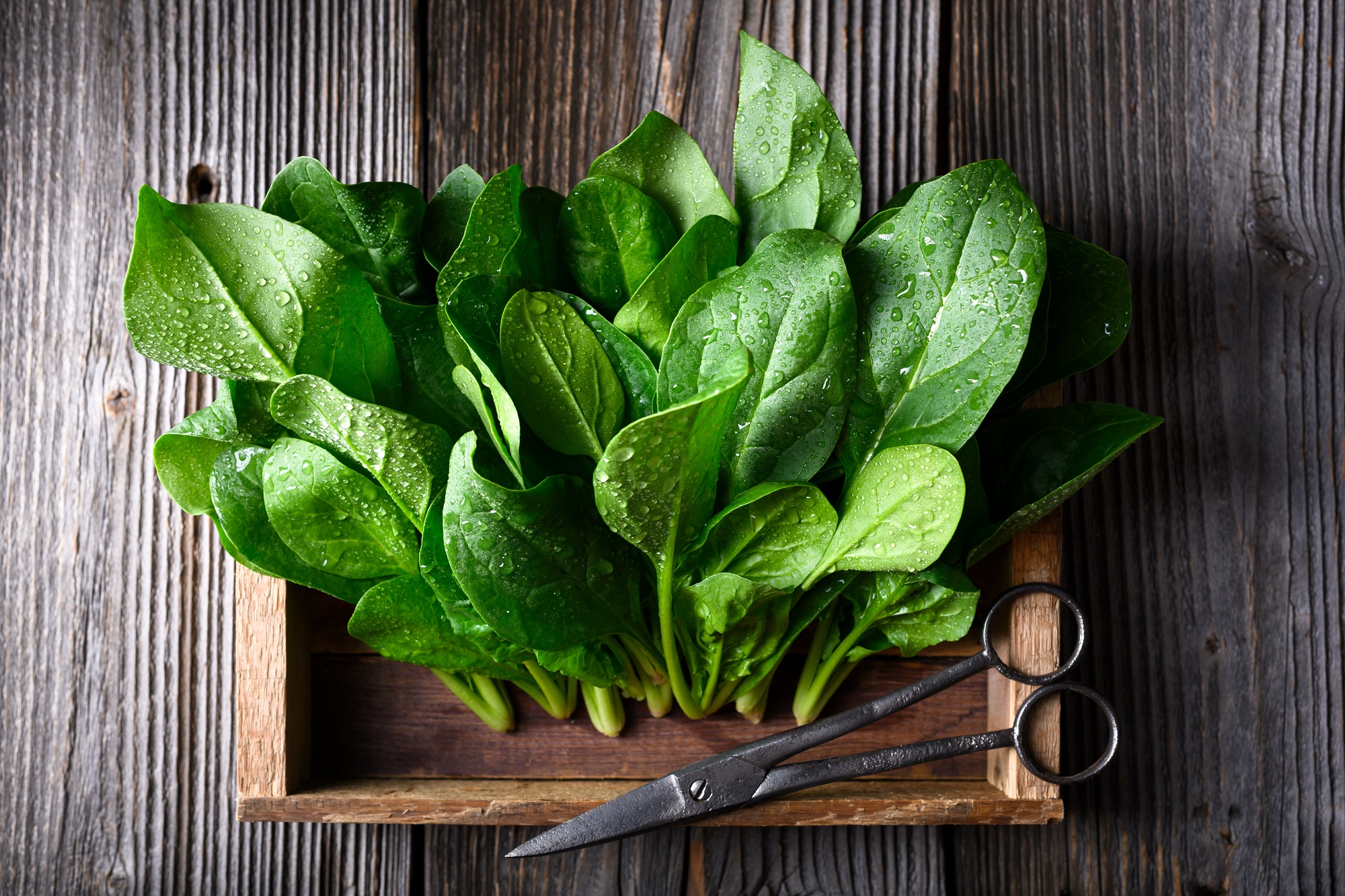 Washed,Baby,Spinach,Foliage,Resting,In,Rustic,Wooden,Box,With