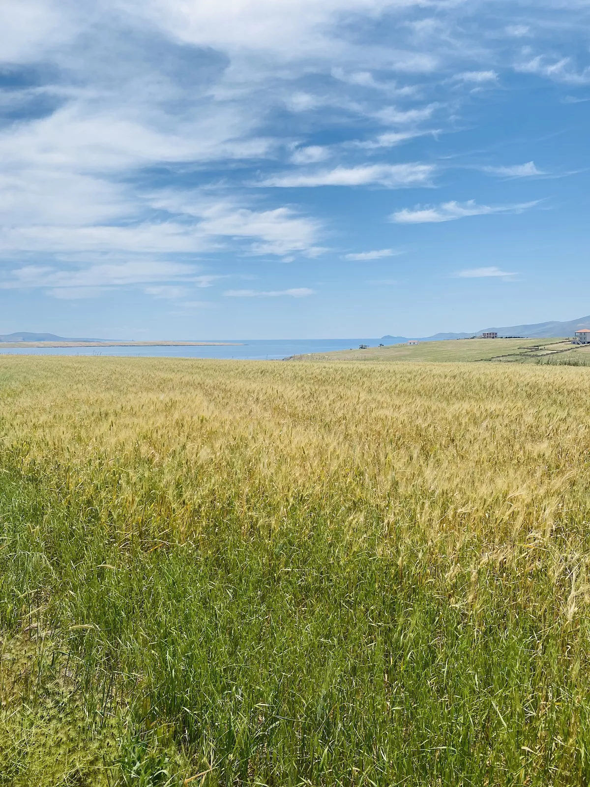 a field of grass and a body of water